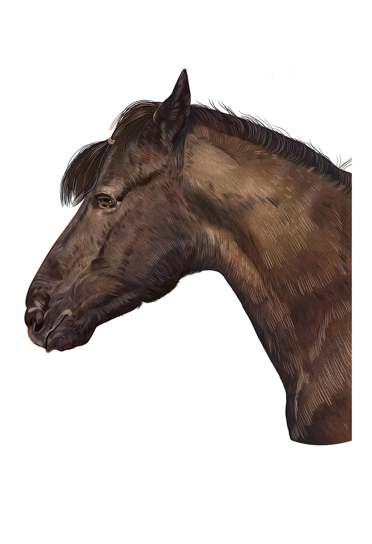 One-of-One Portrait | All Pets